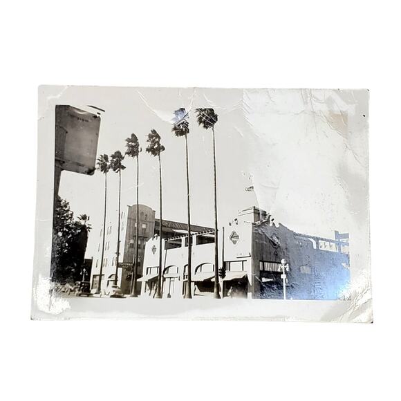 Vtg San Bernardino California Tall Trees Original Monochrome Photography Found - Picture 1 of 4